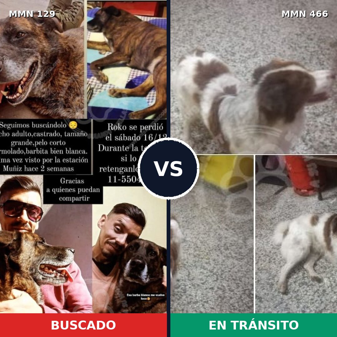 Comparativa MMS 3295: mascota perdida y mascota encontrada, 9% de similitud