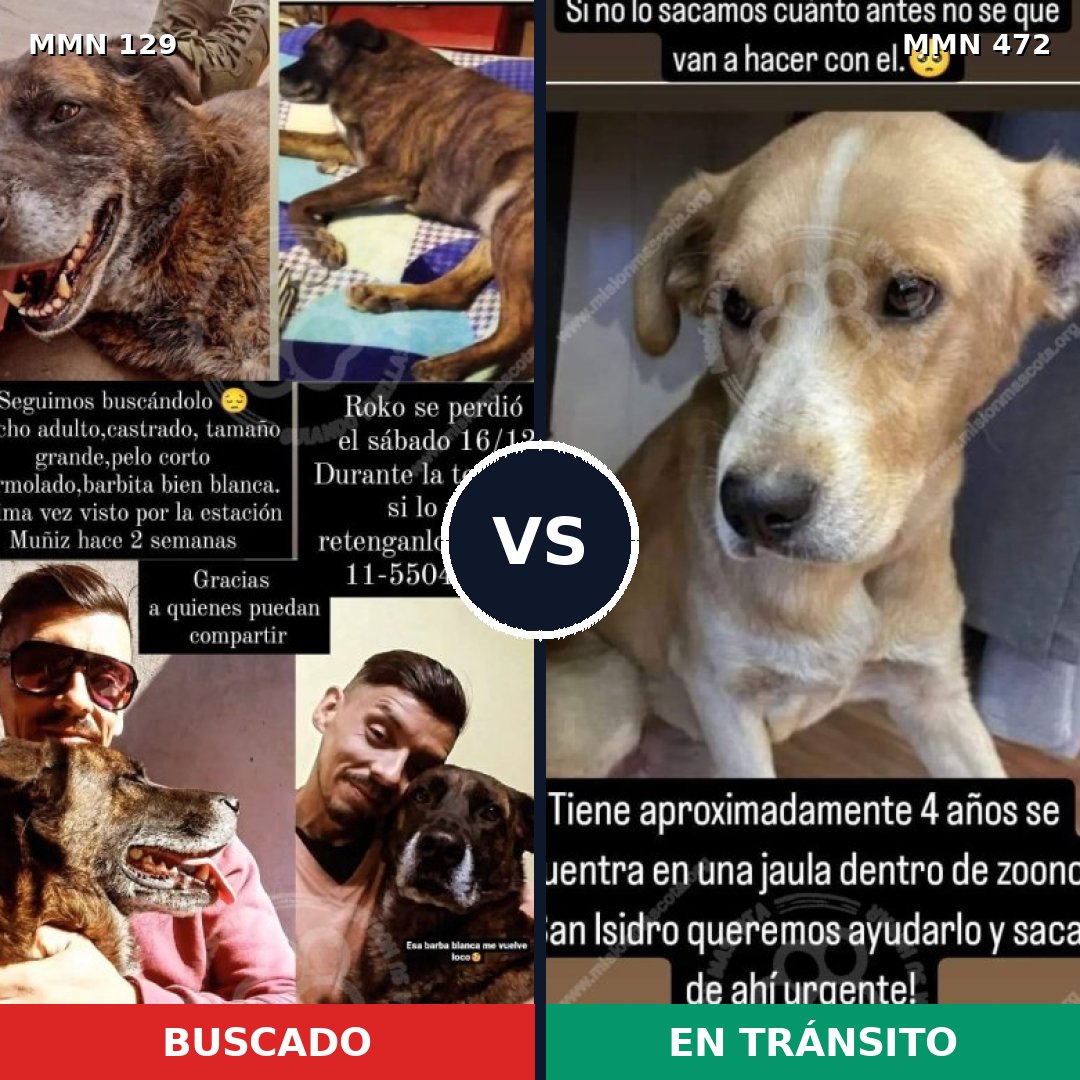 Comparativa MMS 3296: mascota perdida y mascota encontrada, 10% de similitud