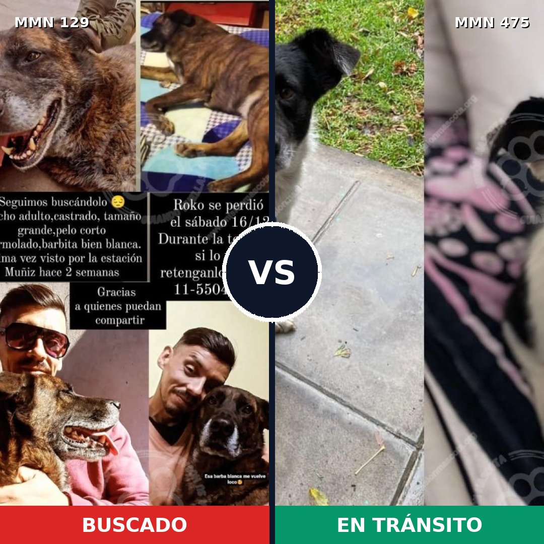 Comparativa MMS 3297: mascota perdida y mascota encontrada, 11% de similitud