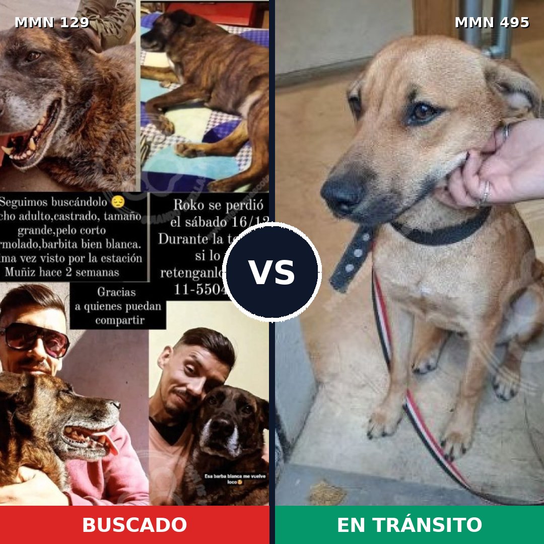 Comparativa MMS 3299: mascota perdida y mascota encontrada, 10% de similitud