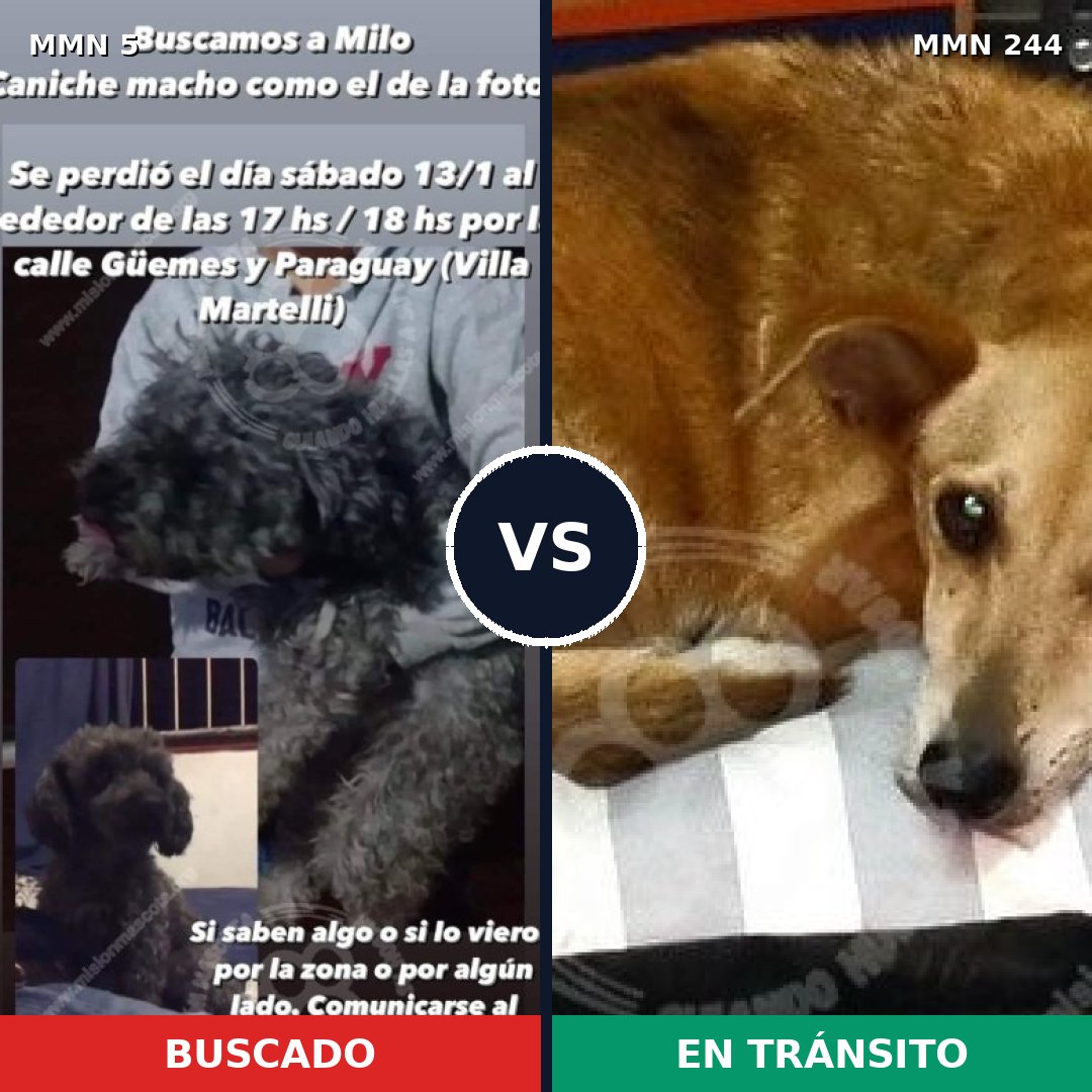 Comparativa MMS 330: mascota perdida y mascota encontrada, 30% de similitud