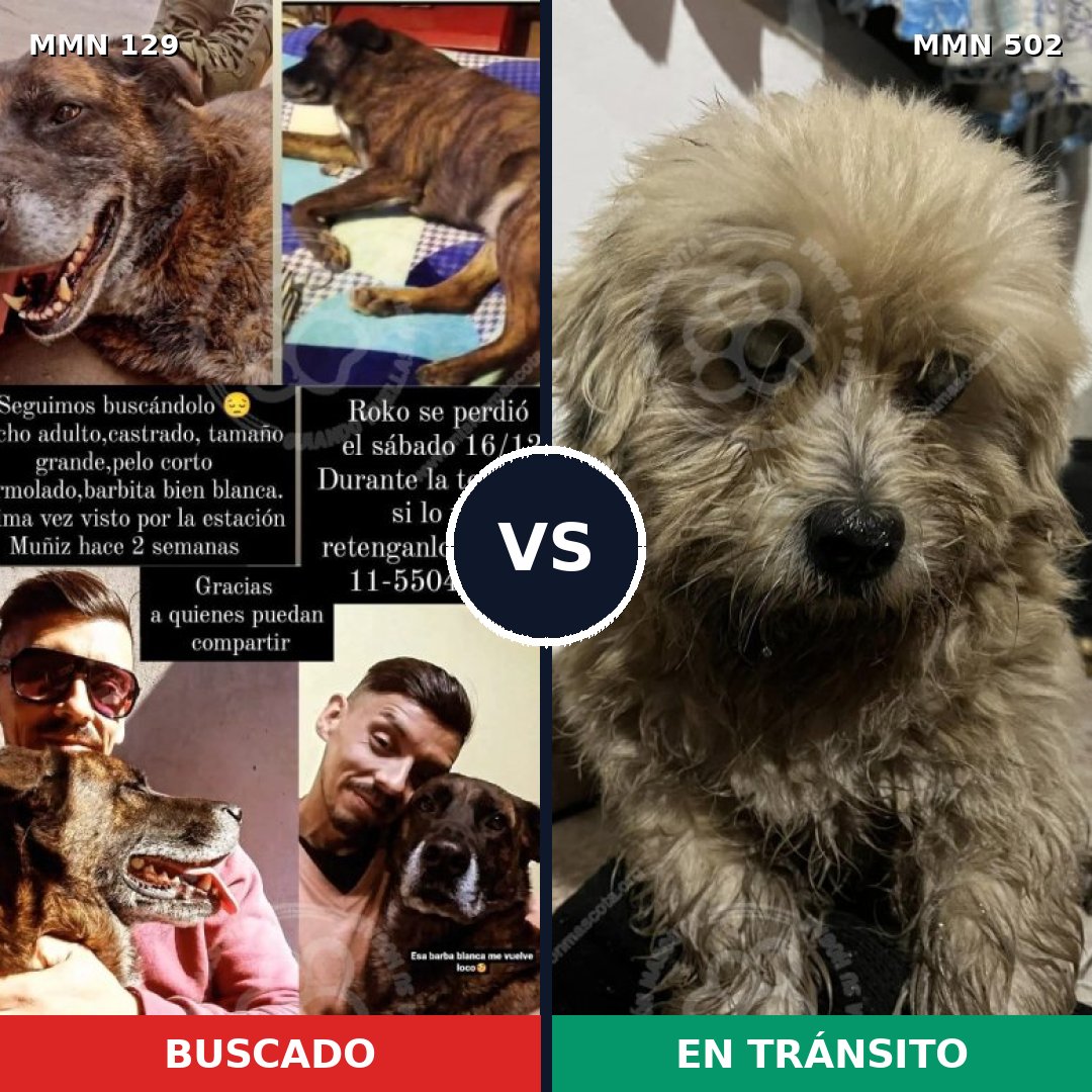 Comparativa MMS 3300: mascota perdida y mascota encontrada, 21% de similitud