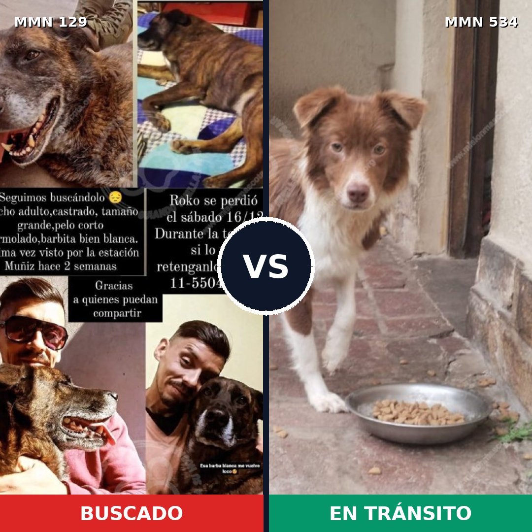 Comparativa MMS 3303: mascota perdida y mascota encontrada, 32% de similitud