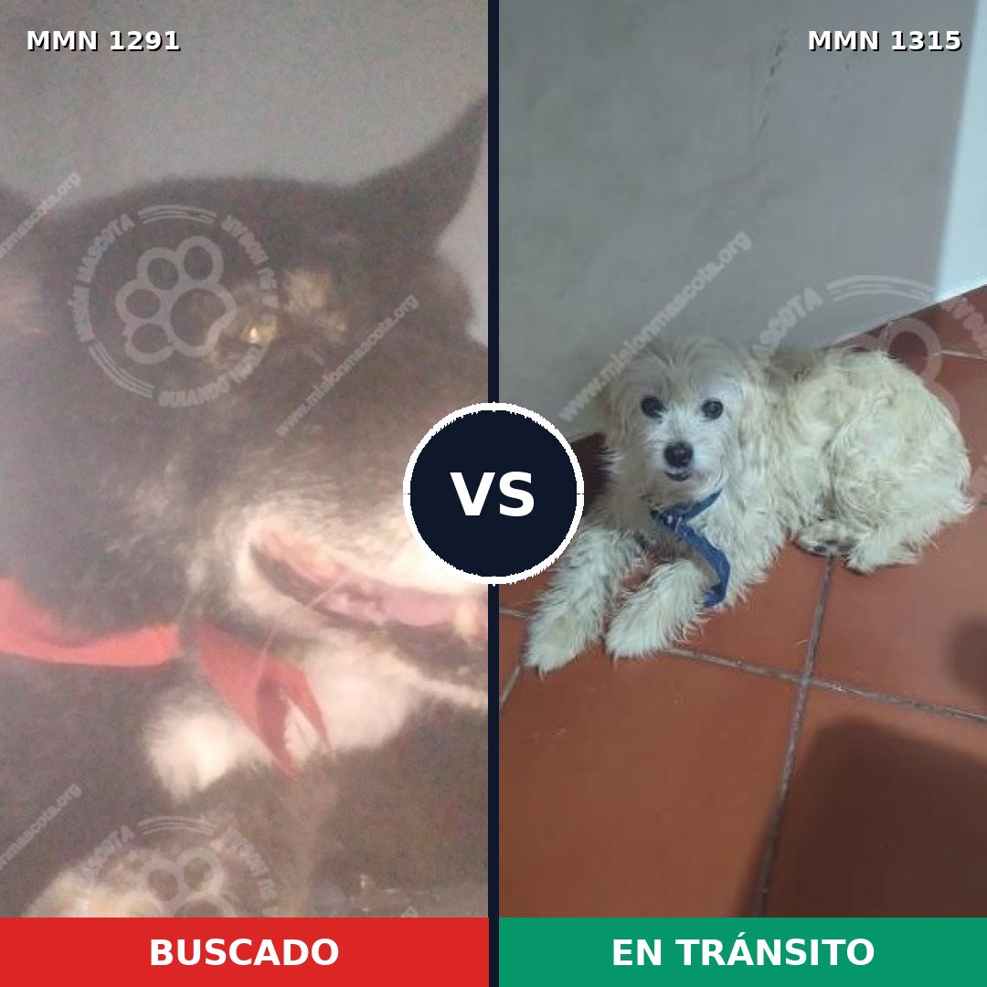 Comparativa MMS 33036: mascota perdida y mascota encontrada, 47% de similitud