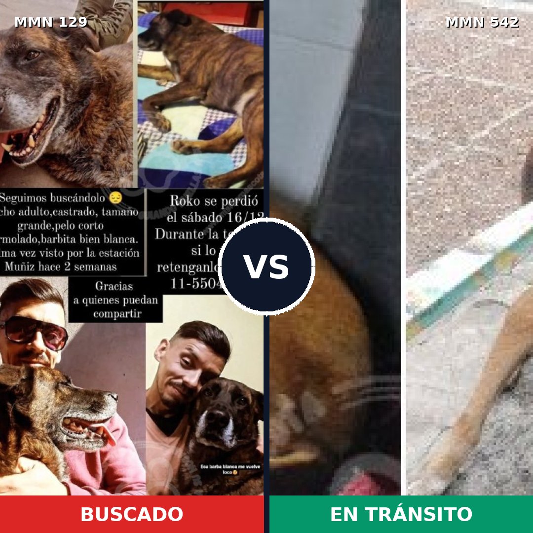 Comparativa MMS 3304: mascota perdida y mascota encontrada, 61% de similitud