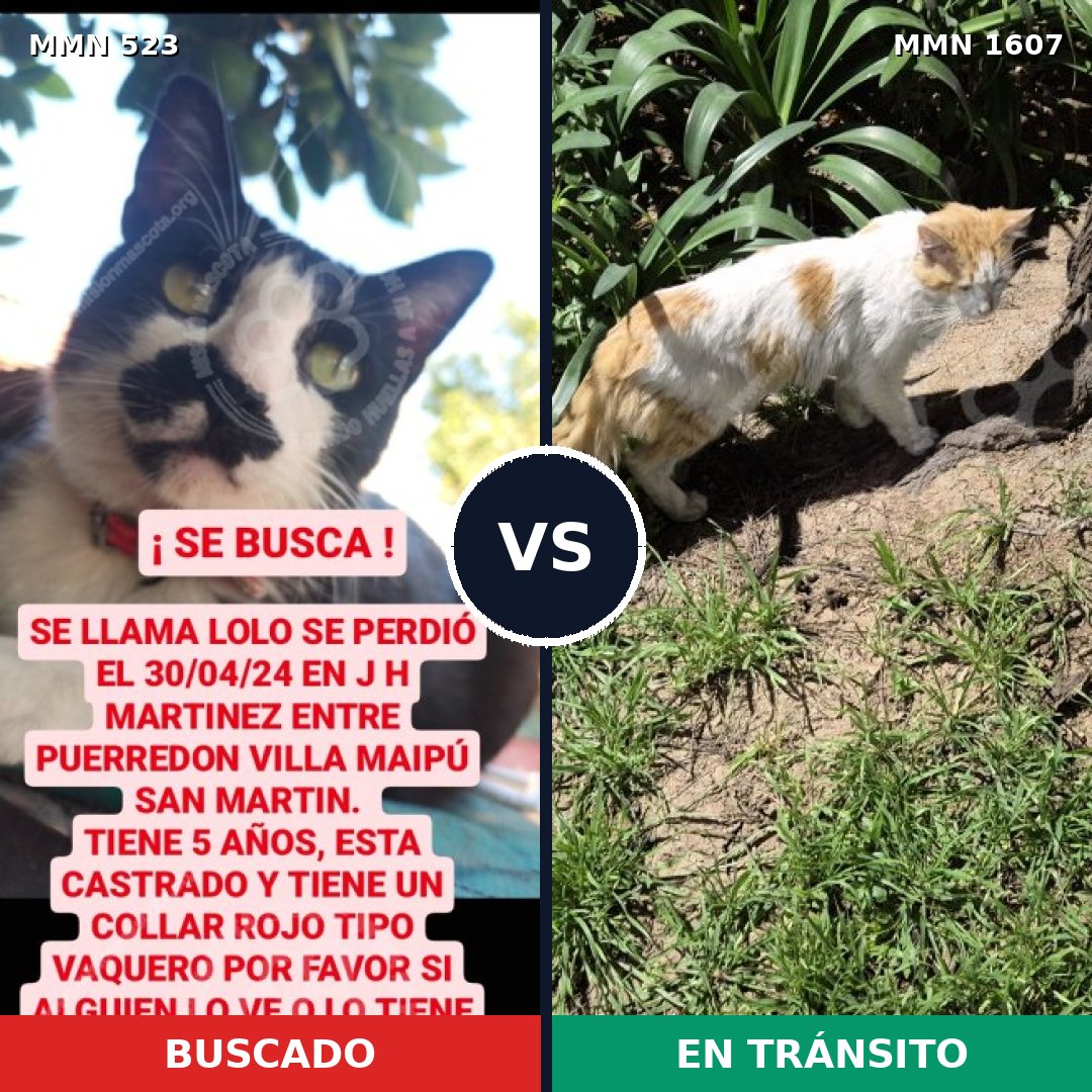 Comparativa MMS 33043: mascota perdida y mascota encontrada, 37% de similitud