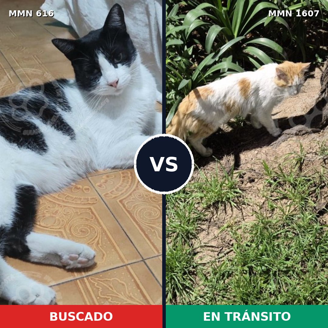 Comparativa MMS 33045: mascota perdida y mascota encontrada, 51% de similitud