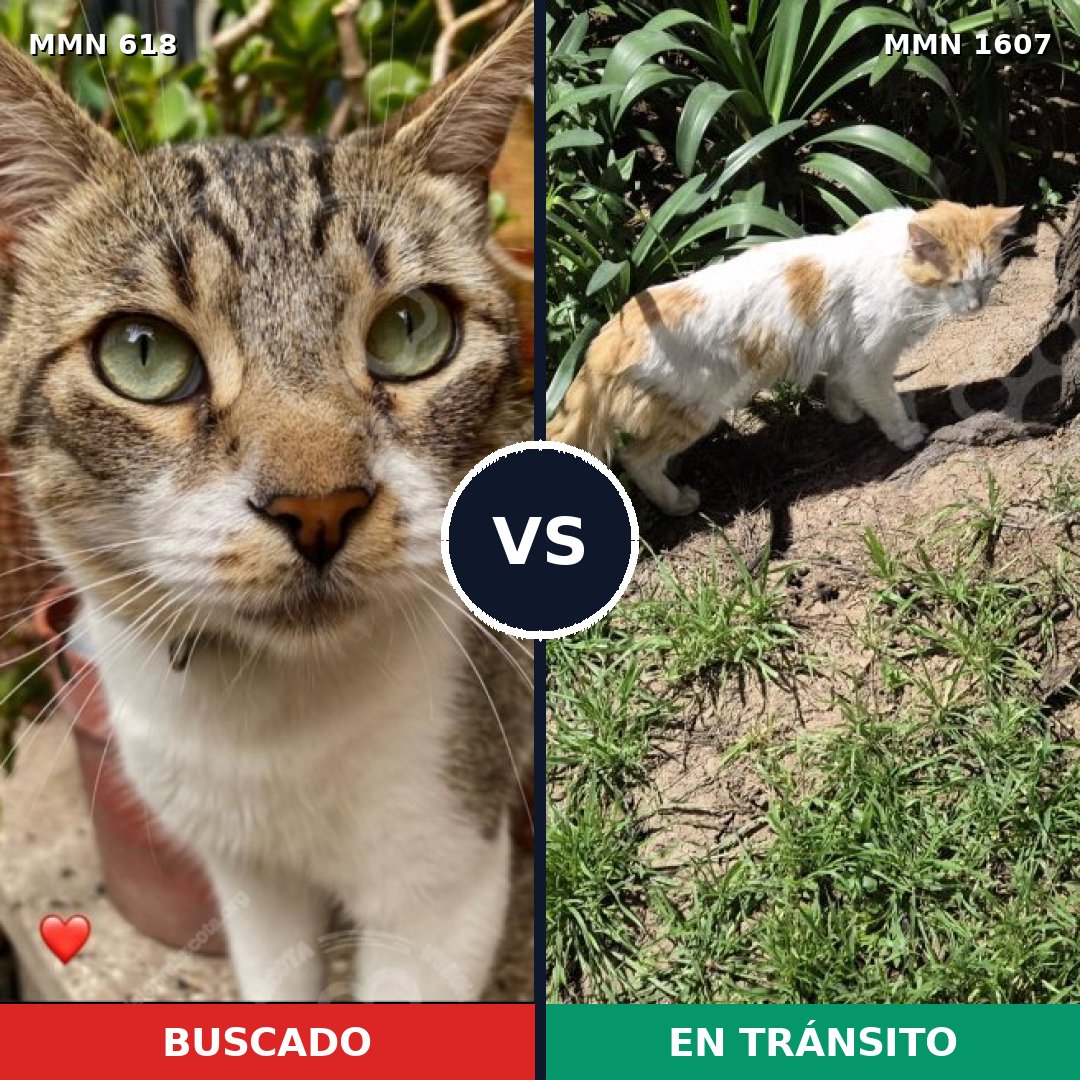 Comparativa MMS 33046: mascota perdida y mascota encontrada, 36% de similitud