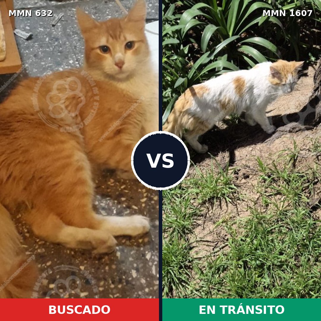 Comparativa MMS 33047: mascota perdida y mascota encontrada, 49% de similitud