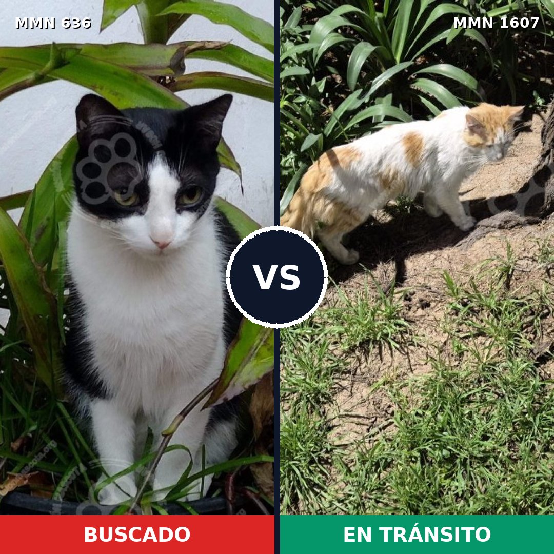 Comparativa MMS 33048: mascota perdida y mascota encontrada, 46% de similitud