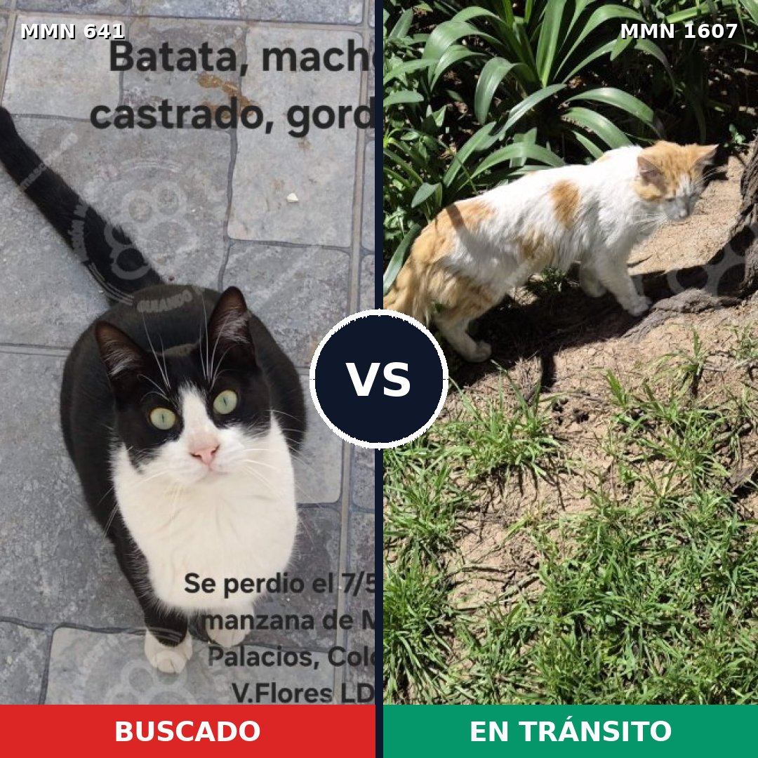 Comparativa MMS 33049: mascota perdida y mascota encontrada, 47% de similitud