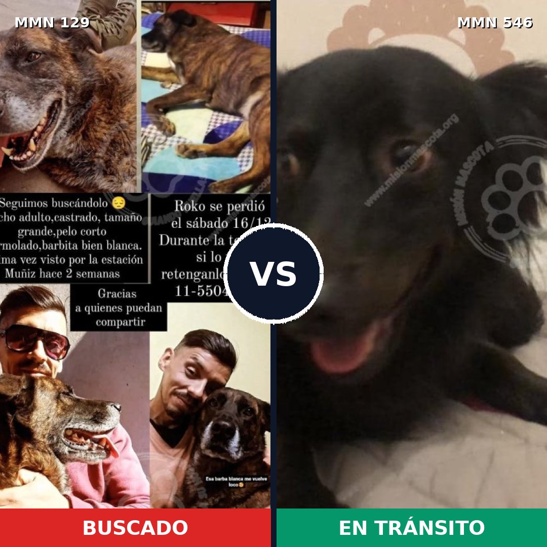 Comparativa MMS 3305: mascota perdida y mascota encontrada, 6% de similitud