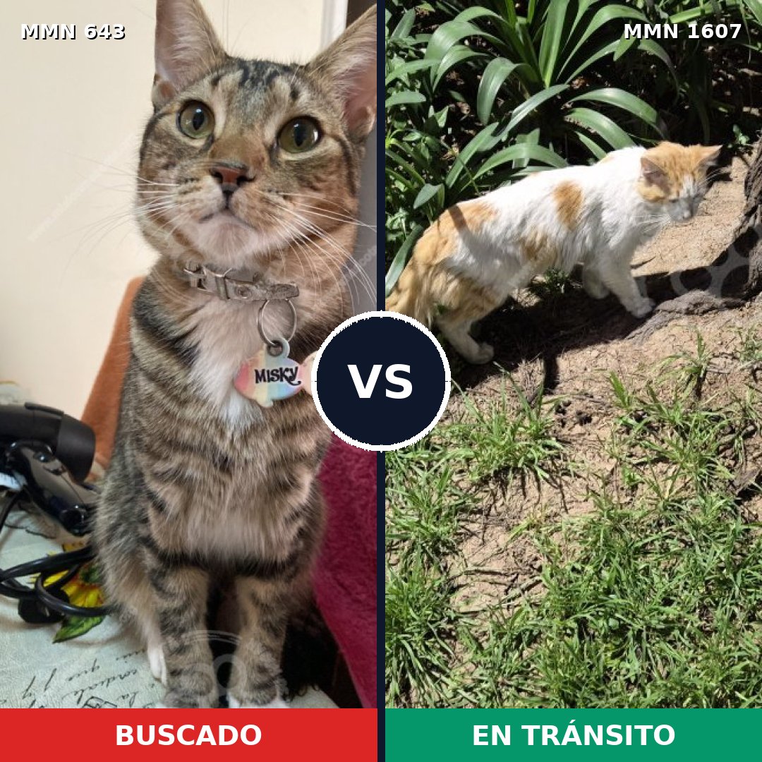 Comparativa MMS 33050: mascota perdida y mascota encontrada, 48% de similitud