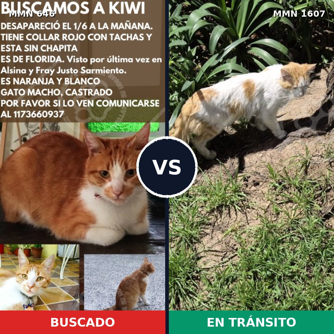 Comparativa MMS 33051: mascota perdida y mascota encontrada, 53% de similitud