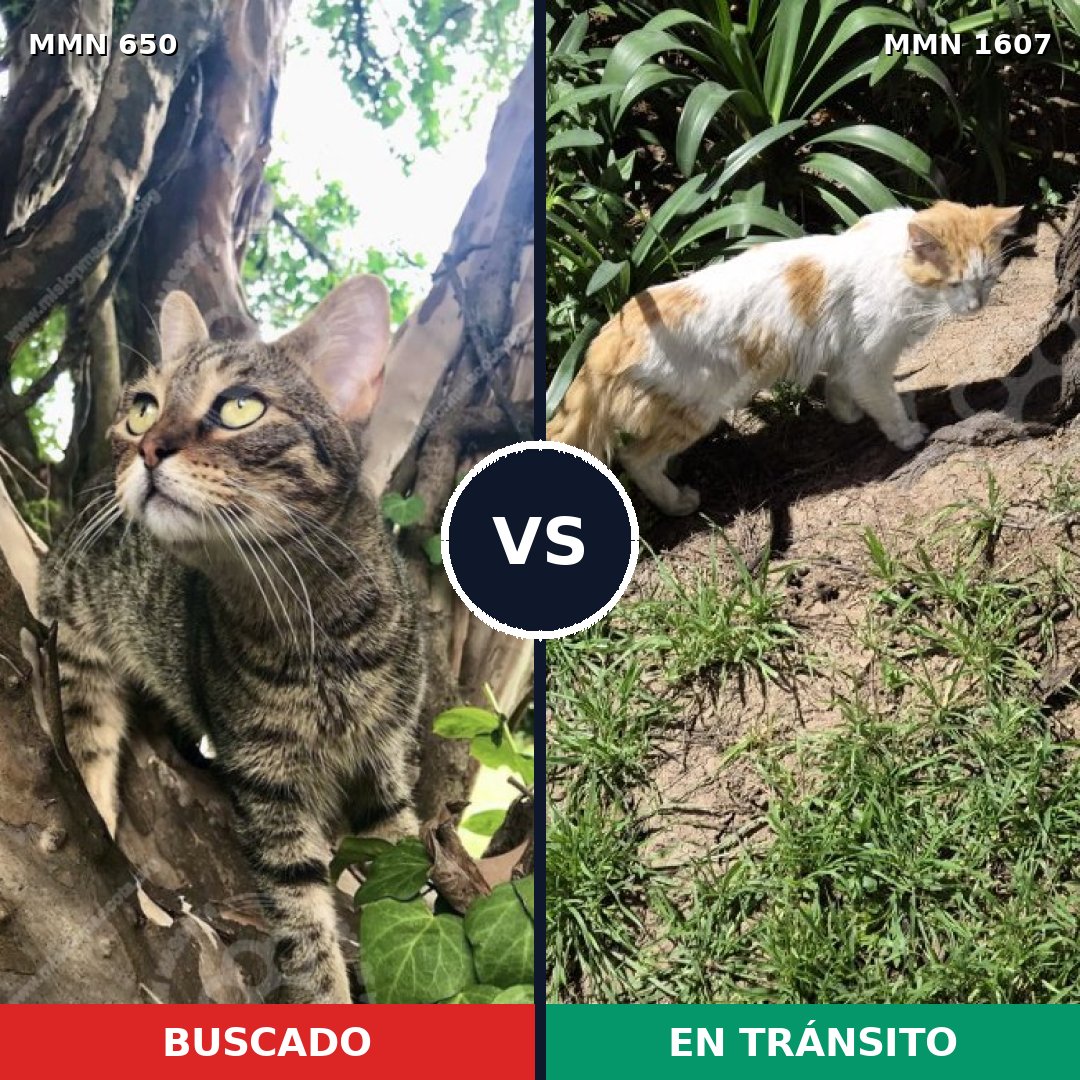 Comparativa MMS 33052: mascota perdida y mascota encontrada, 36% de similitud
