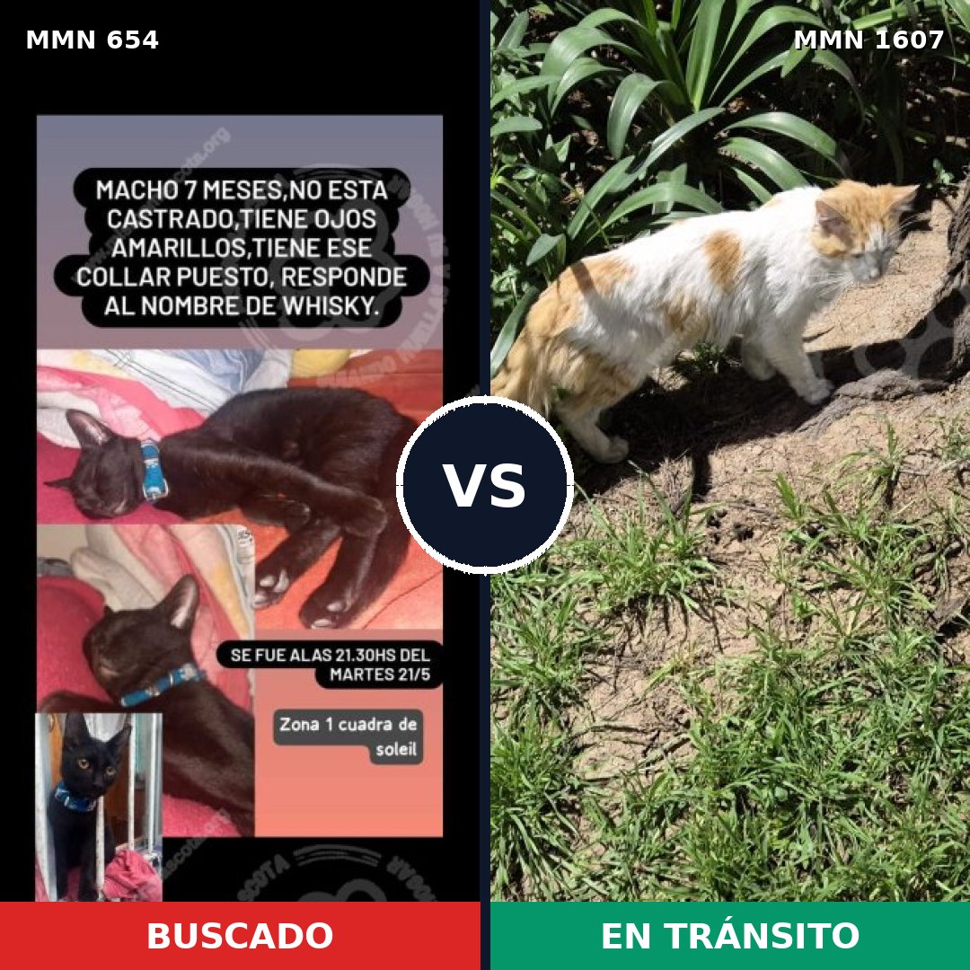 Comparativa MMS 33053: mascota perdida y mascota encontrada, 45% de similitud