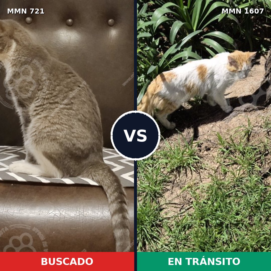 Comparativa MMS 33054: mascota perdida y mascota encontrada, 47% de similitud