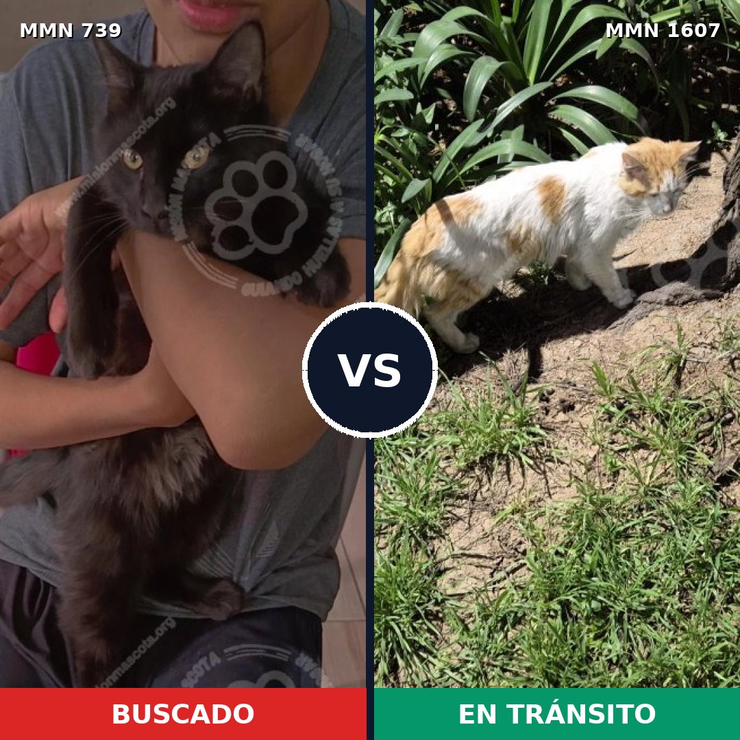 Comparativa MMS 33056: mascota perdida y mascota encontrada, 36% de similitud