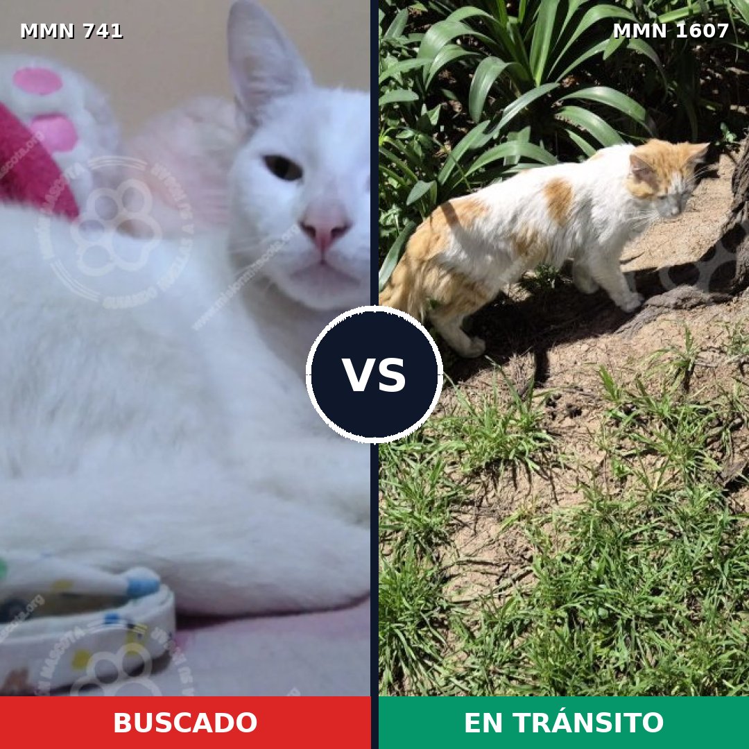 Comparativa MMS 33057: mascota perdida y mascota encontrada, 50% de similitud