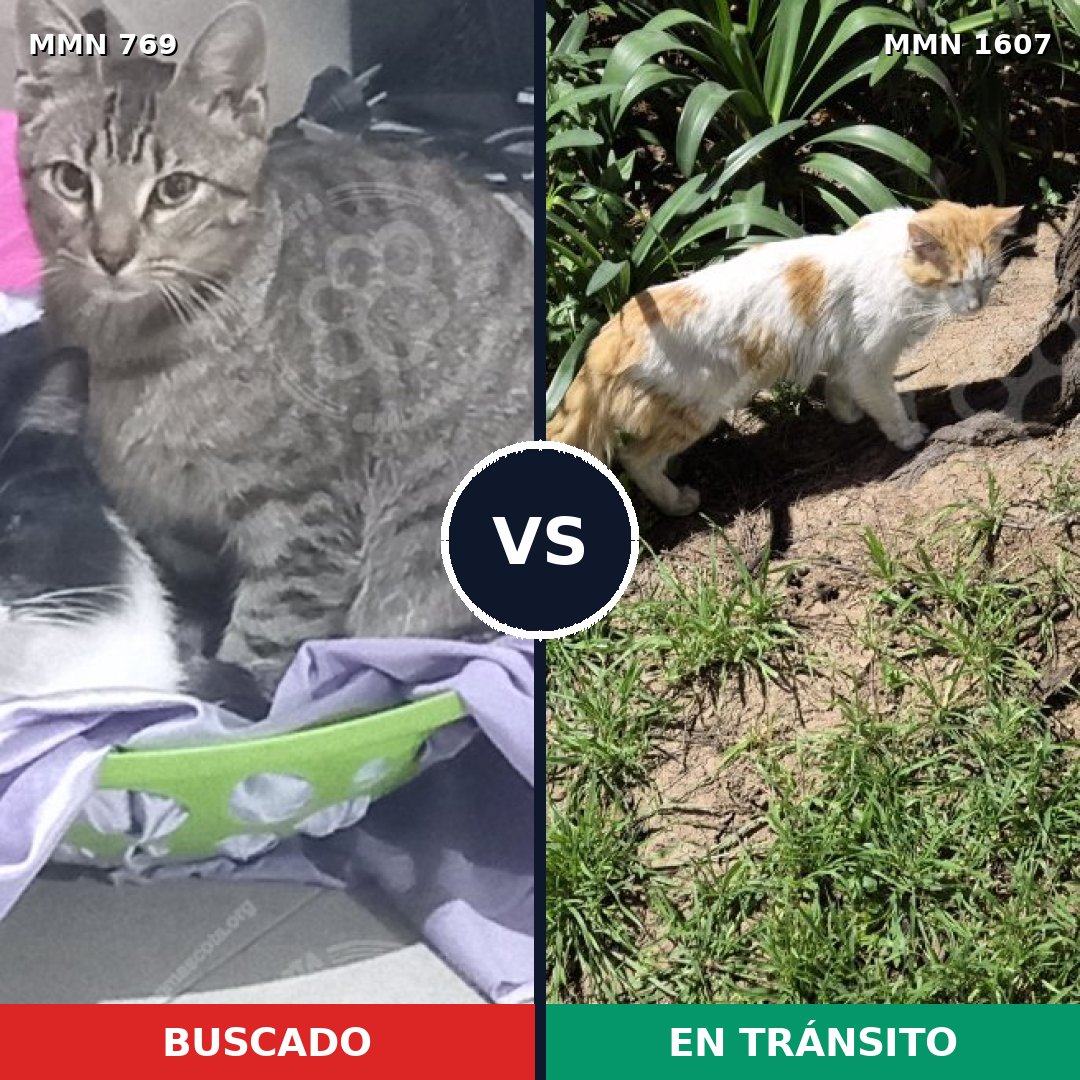 Comparativa MMS 33058: mascota perdida y mascota encontrada, 44% de similitud
