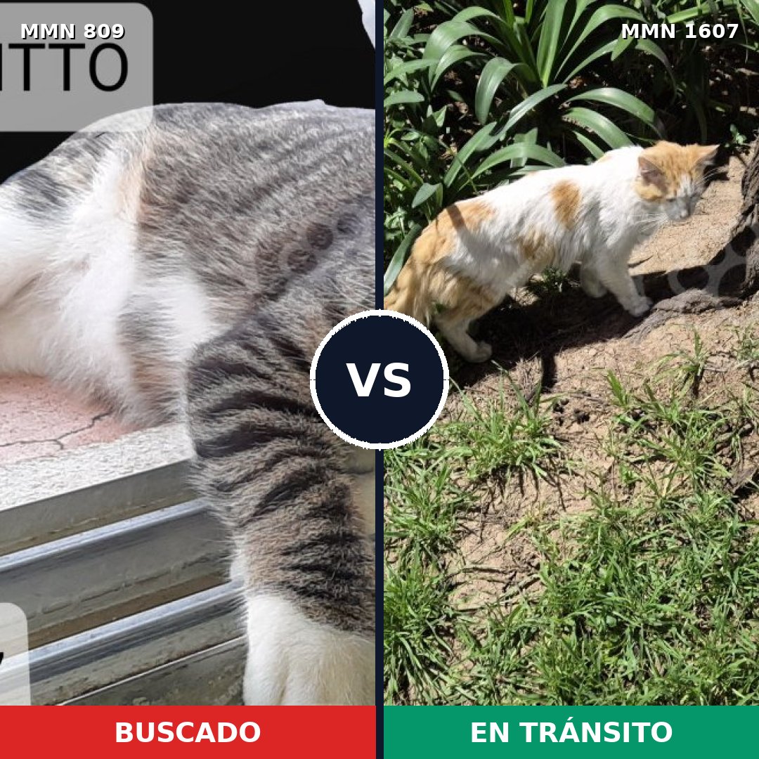 Comparativa MMS 33060: mascota perdida y mascota encontrada, 53% de similitud