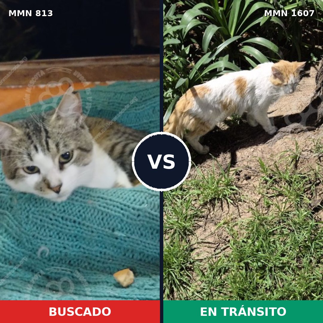 Comparativa MMS 33061: mascota perdida y mascota encontrada, 48% de similitud