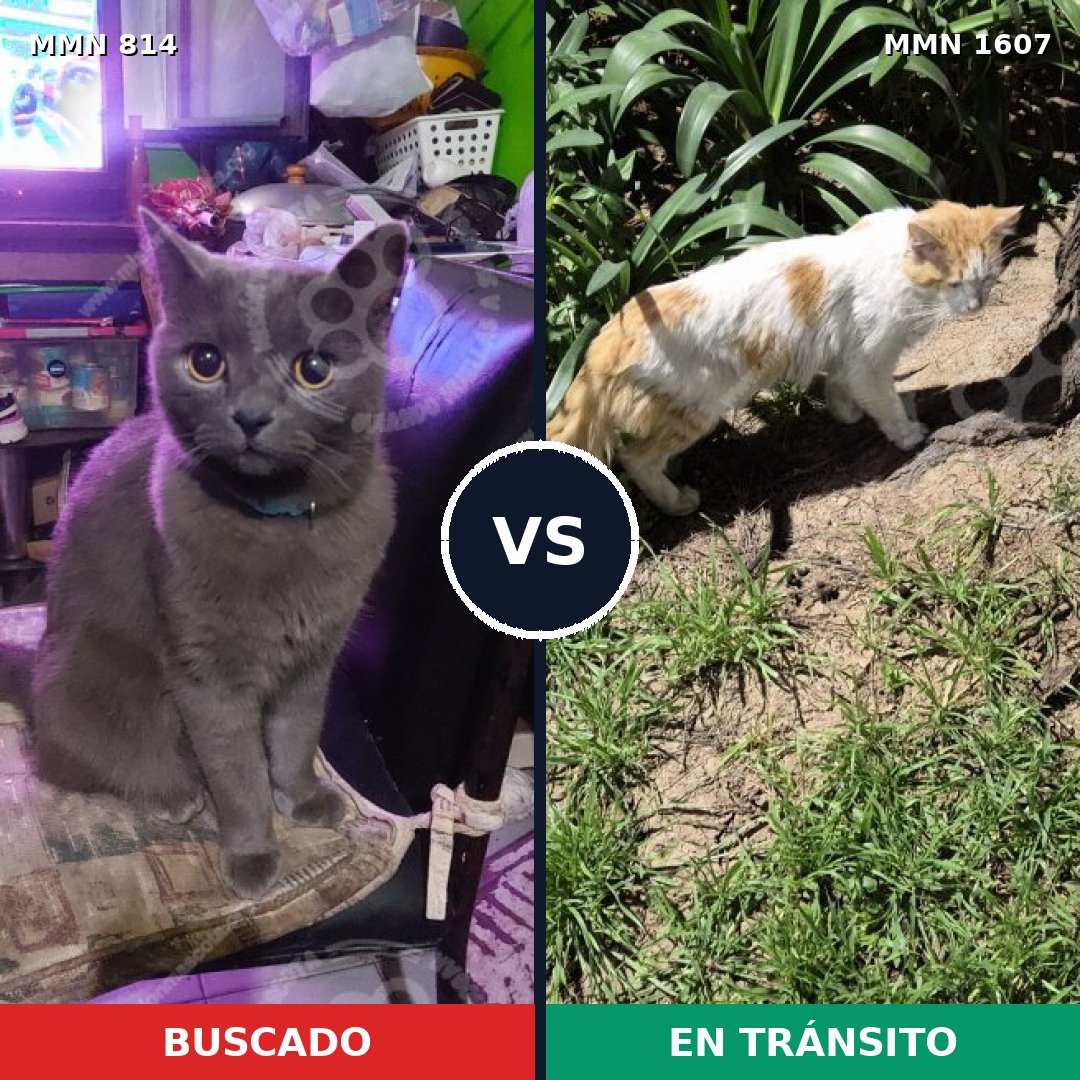 Comparativa MMS 33062: mascota perdida y mascota encontrada, 43% de similitud