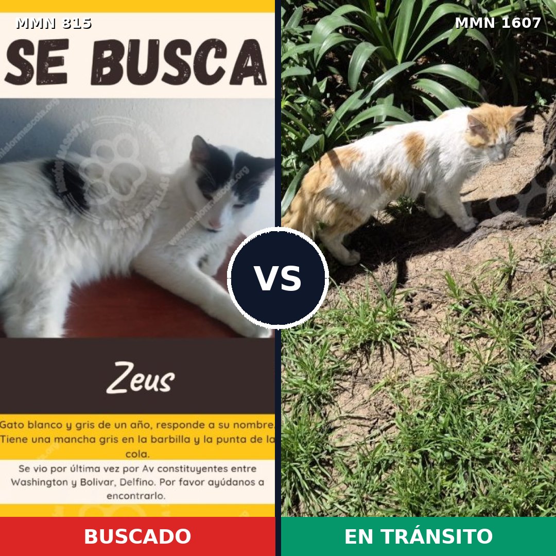 Comparativa MMS 33063: mascota perdida y mascota encontrada, 56% de similitud