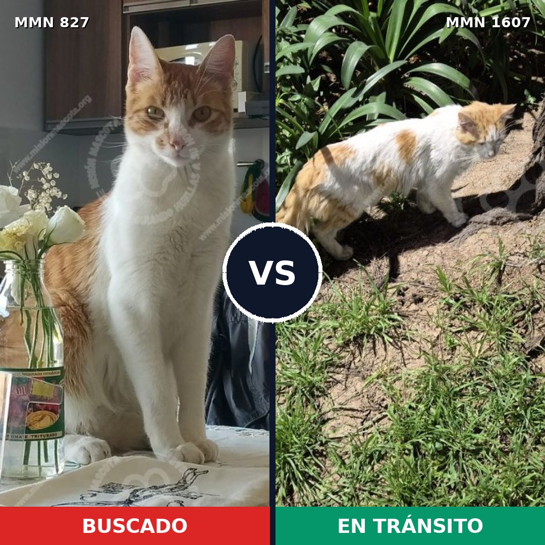 Comparativa MMS 33064: mascota perdida y mascota encontrada, 36% de similitud