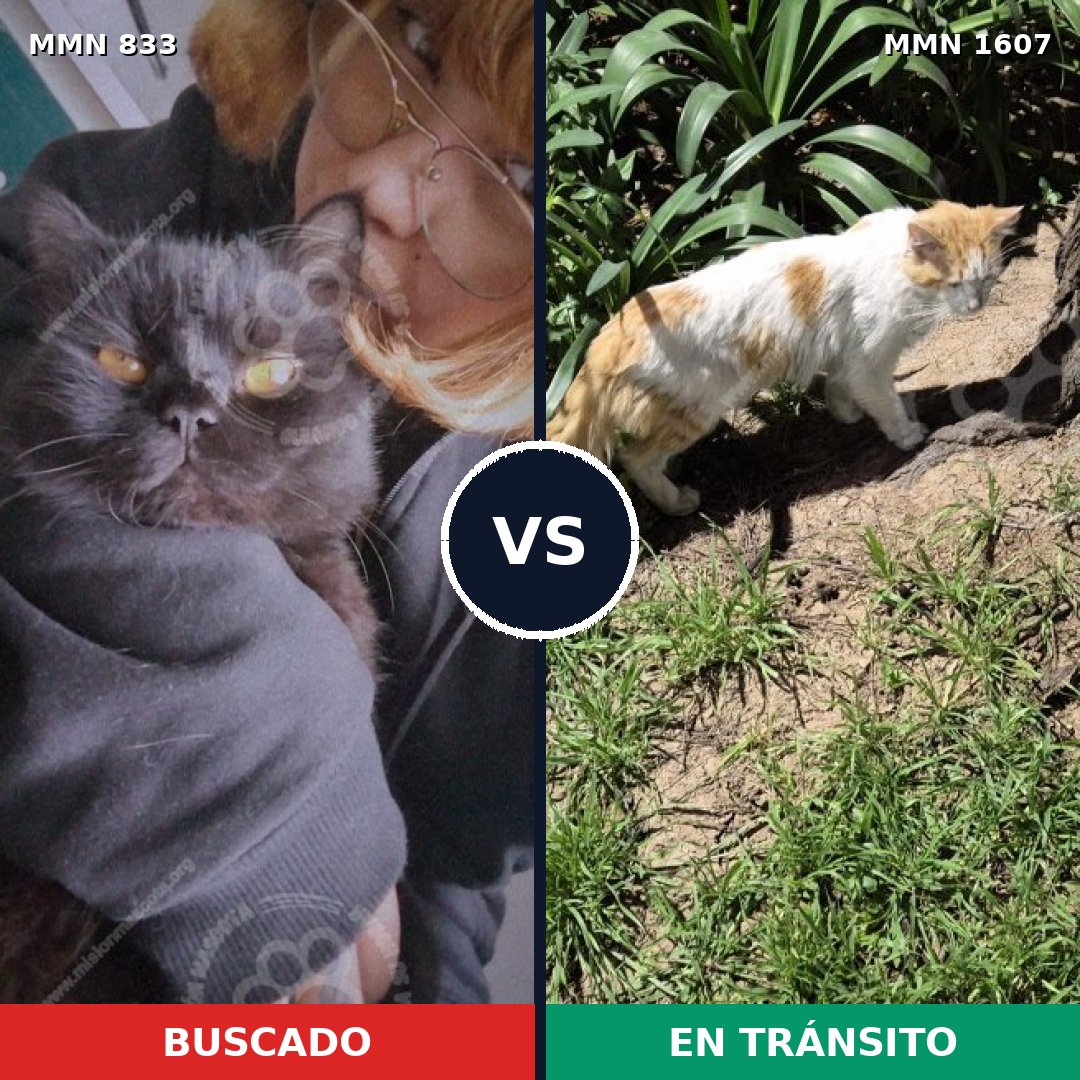 Comparativa MMS 33065: mascota perdida y mascota encontrada, 47% de similitud