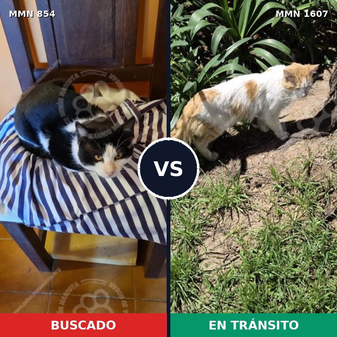 Comparativa MMS 33066: mascota perdida y mascota encontrada, 56% de similitud