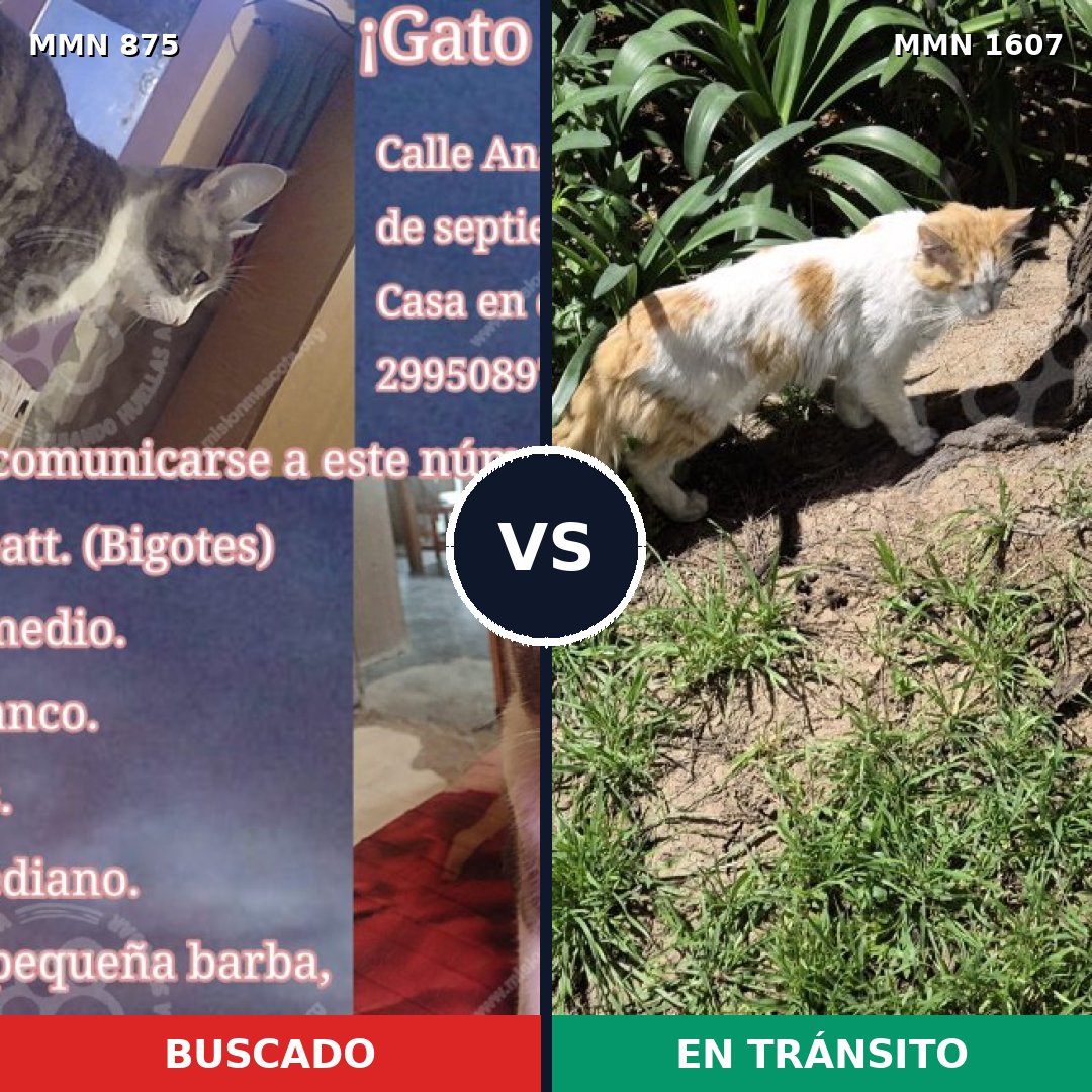Comparativa MMS 33067: mascota perdida y mascota encontrada, 47% de similitud