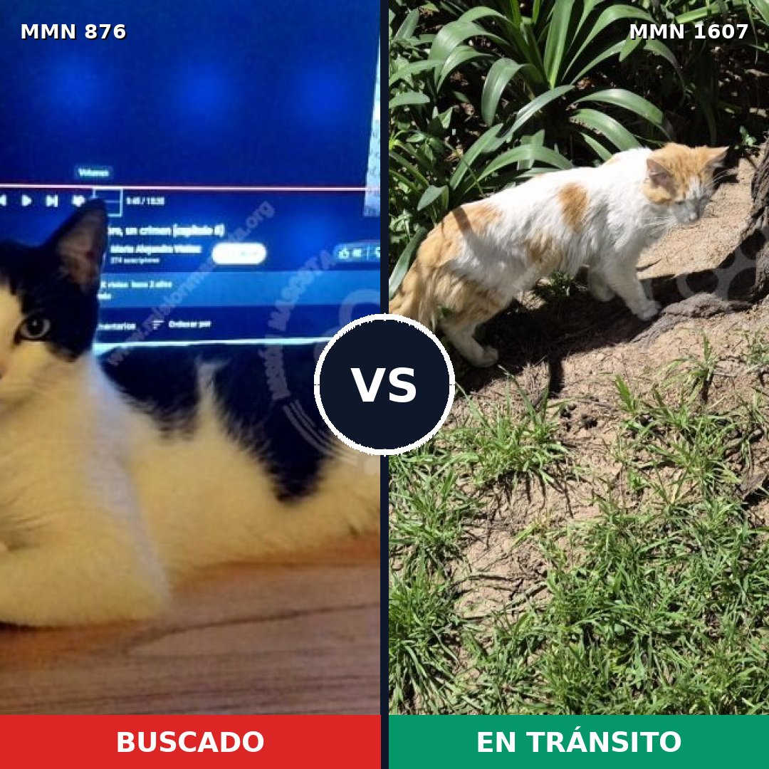 Comparativa MMS 33068: mascota perdida y mascota encontrada, 52% de similitud