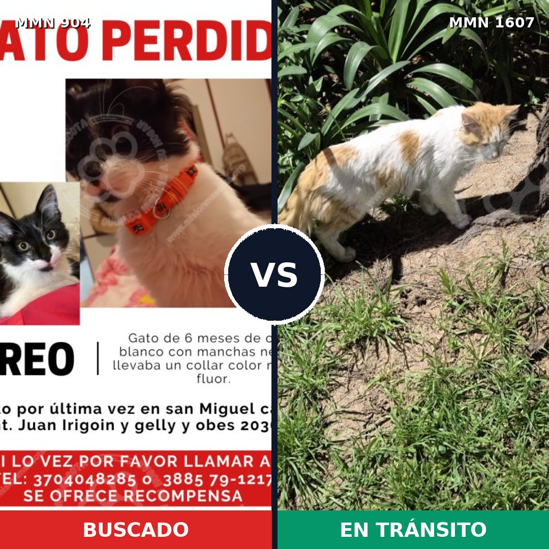Comparativa MMS 33069: mascota perdida y mascota encontrada, 41% de similitud