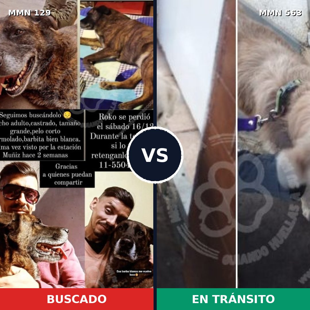 Comparativa MMS 3307: mascota perdida y mascota encontrada, 8% de similitud