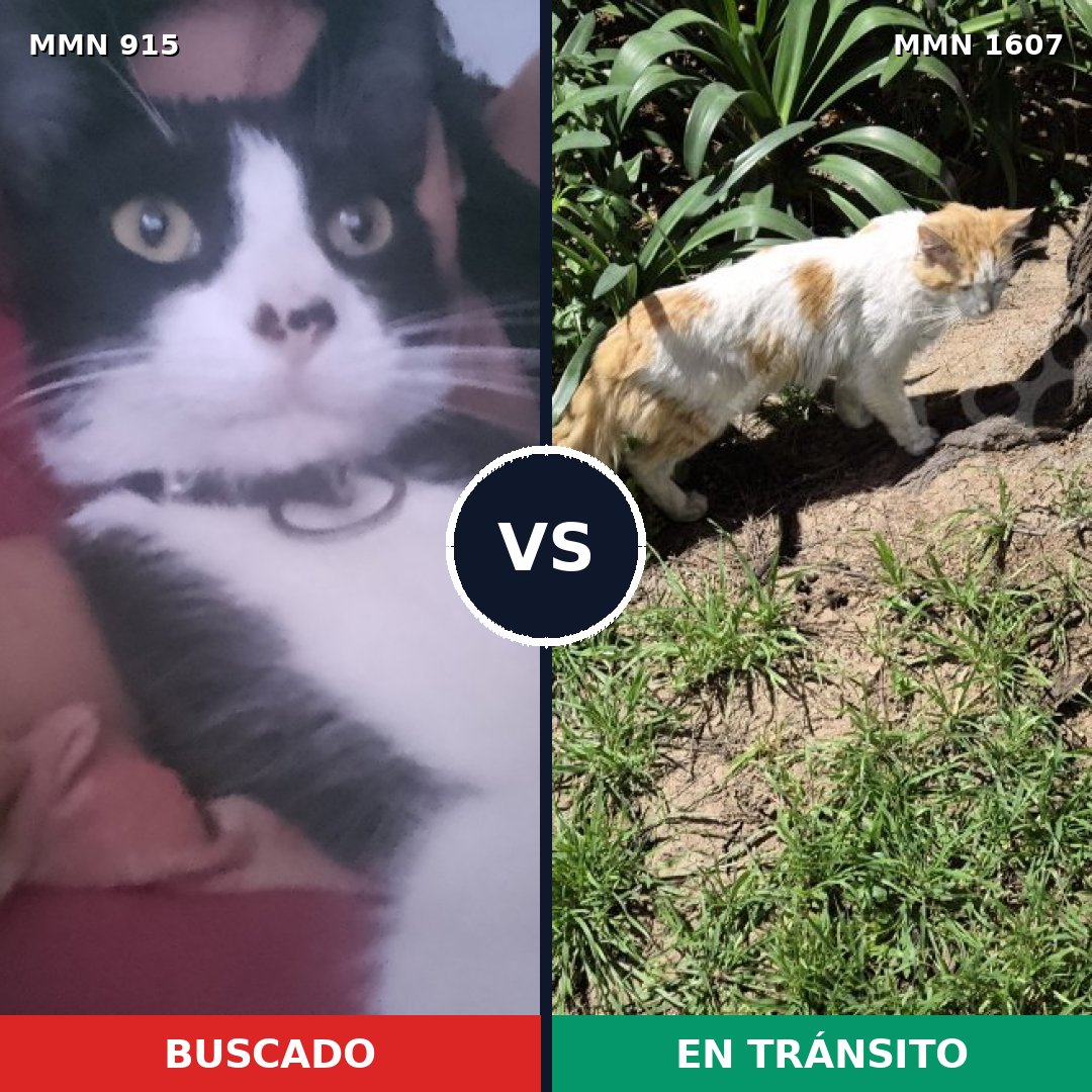 Comparativa MMS 33070: mascota perdida y mascota encontrada, 47% de similitud