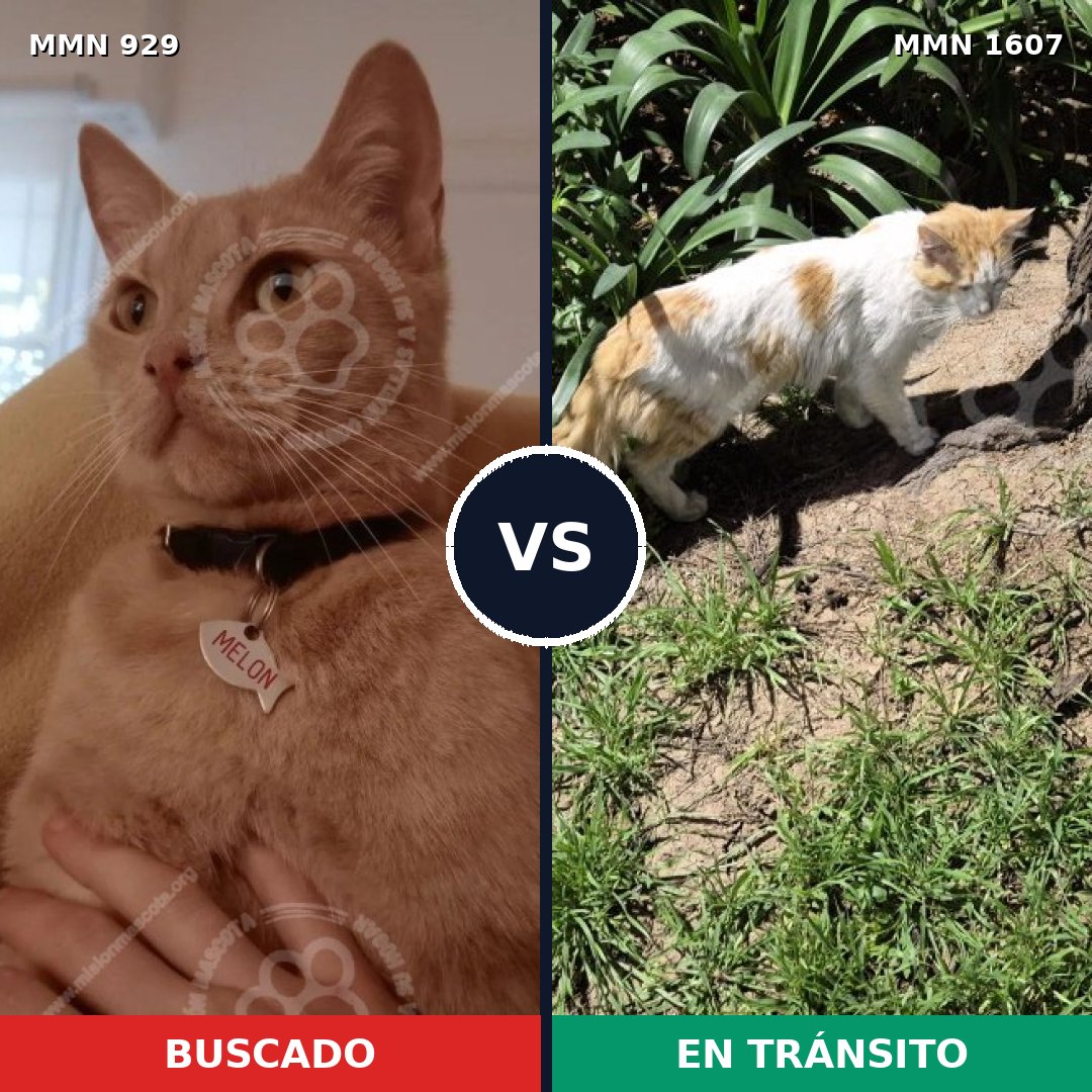 Comparativa MMS 33072: mascota perdida y mascota encontrada, 58% de similitud