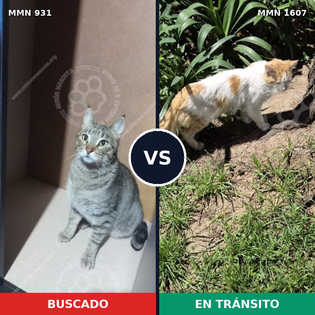 Comparativa MMS 33073: mascota perdida y mascota encontrada, 46% de similitud