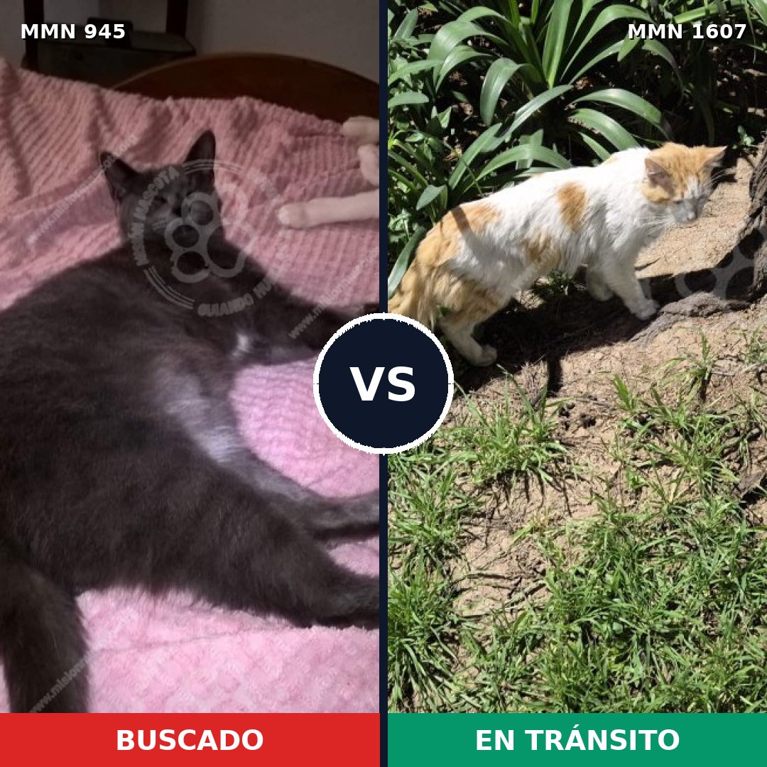 Comparativa MMS 33074: mascota perdida y mascota encontrada, 52% de similitud