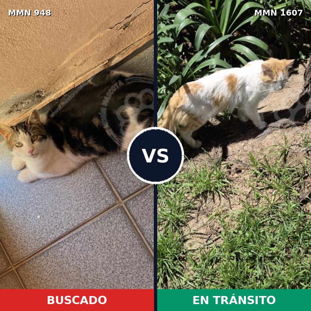 Comparativa MMS 33075: mascota perdida y mascota encontrada, 50% de similitud