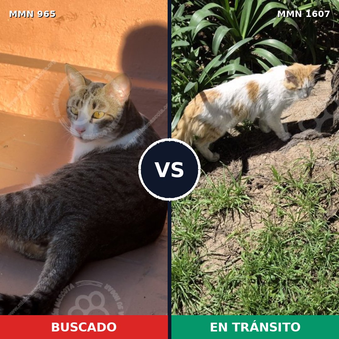Comparativa MMS 33076: mascota perdida y mascota encontrada, 53% de similitud