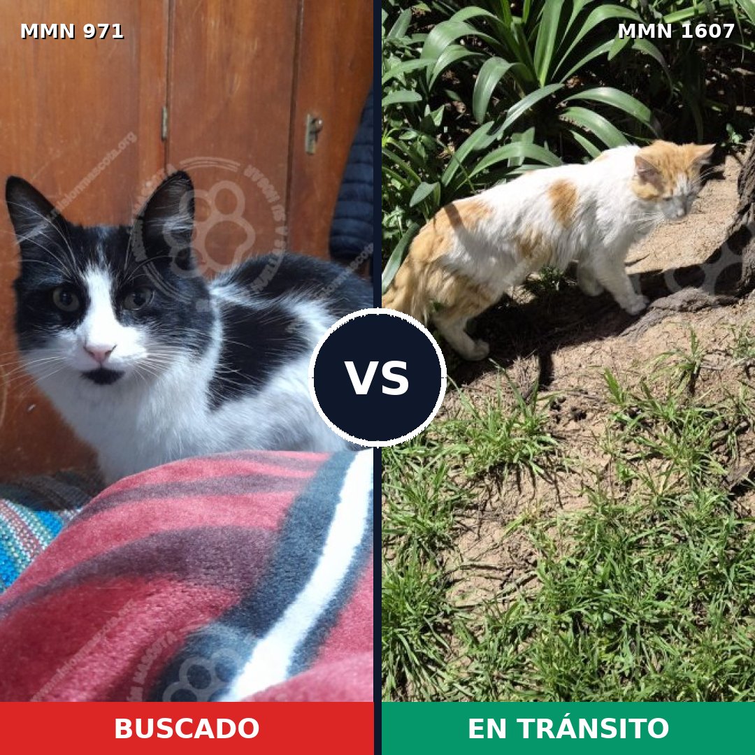 Comparativa MMS 33077: mascota perdida y mascota encontrada, 52% de similitud