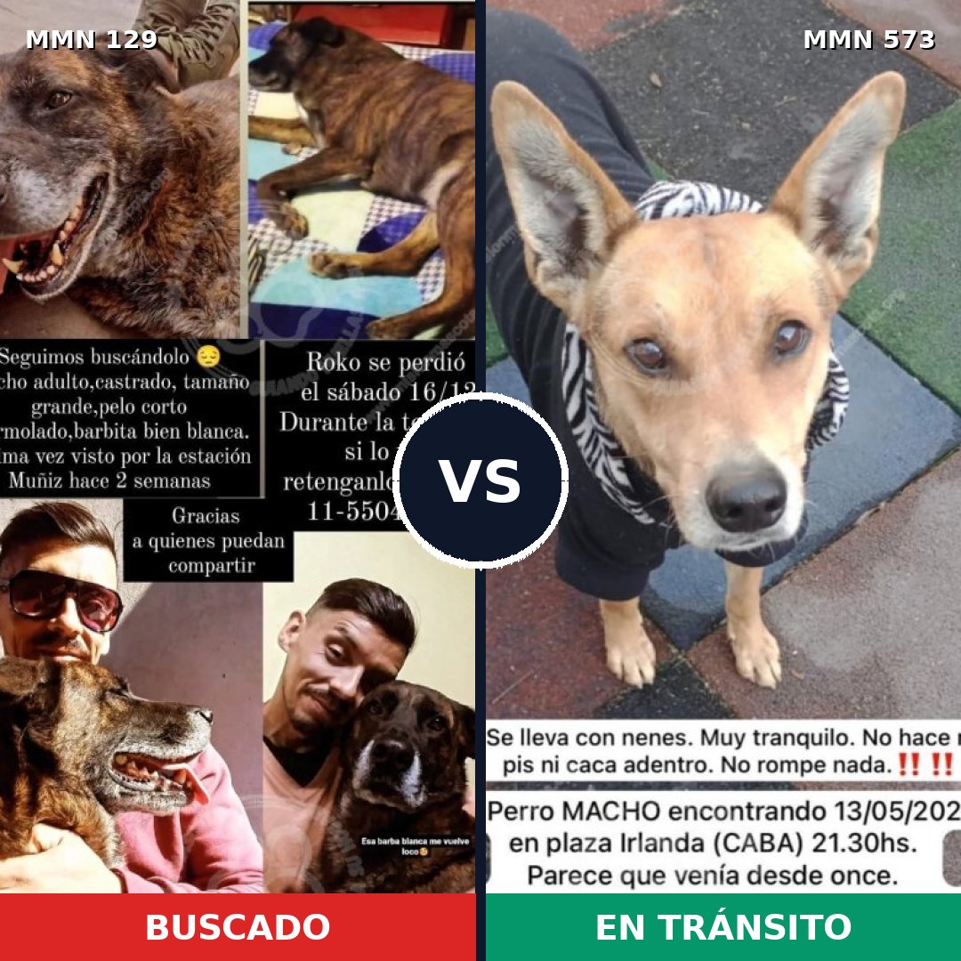 Comparativa MMS 3308: mascota perdida y mascota encontrada, 13% de similitud