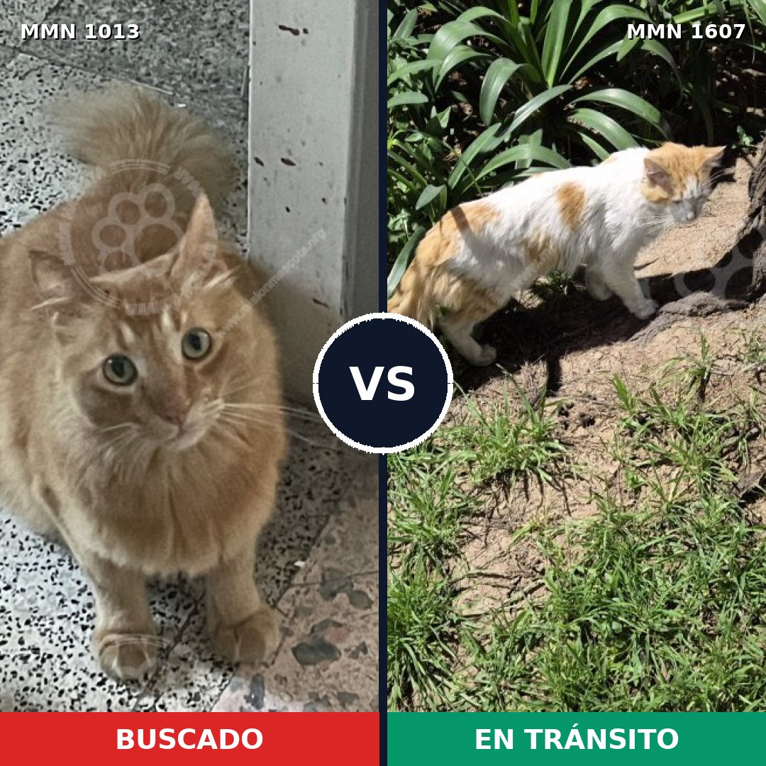 Comparativa MMS 33080: mascota perdida y mascota encontrada, 44% de similitud