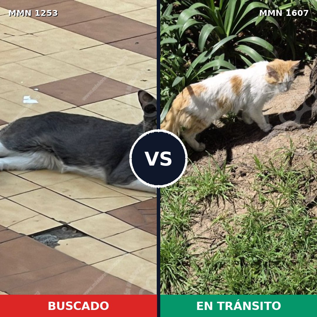 Comparativa MMS 33085: mascota perdida y mascota encontrada, 71% de similitud