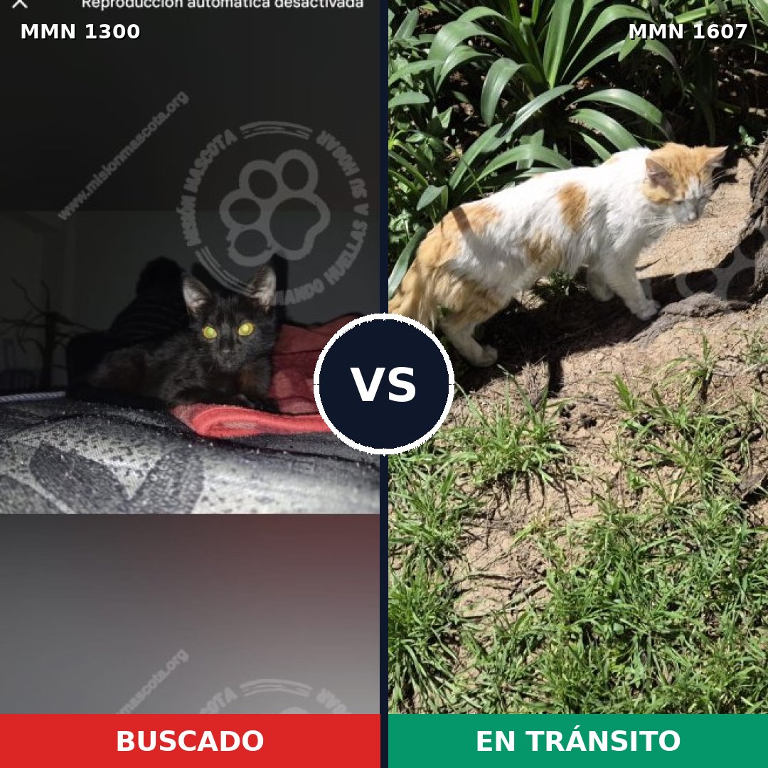 Comparativa MMS 33088: mascota perdida y mascota encontrada, 63% de similitud