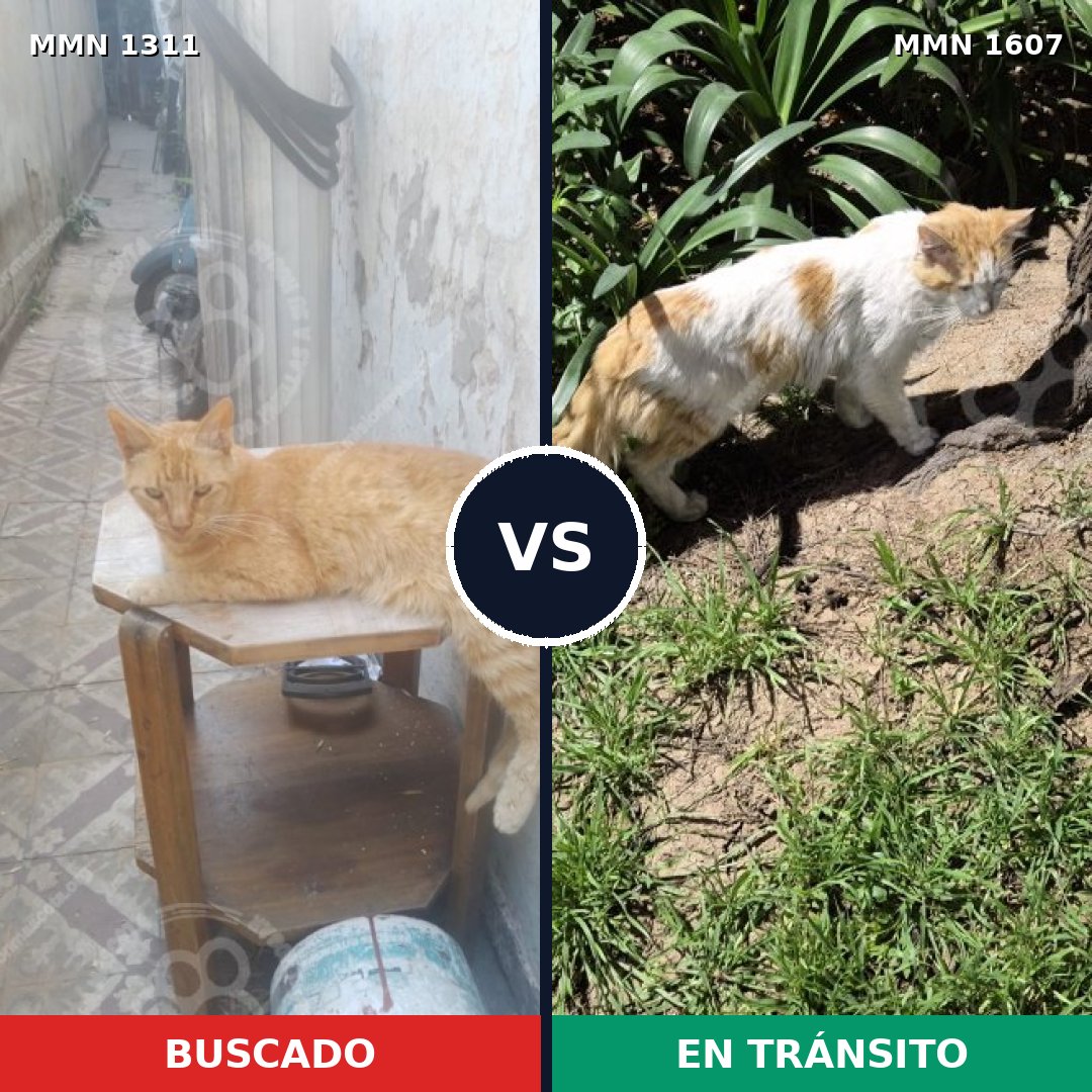 Comparativa MMS 33089: mascota perdida y mascota encontrada, 77% de similitud