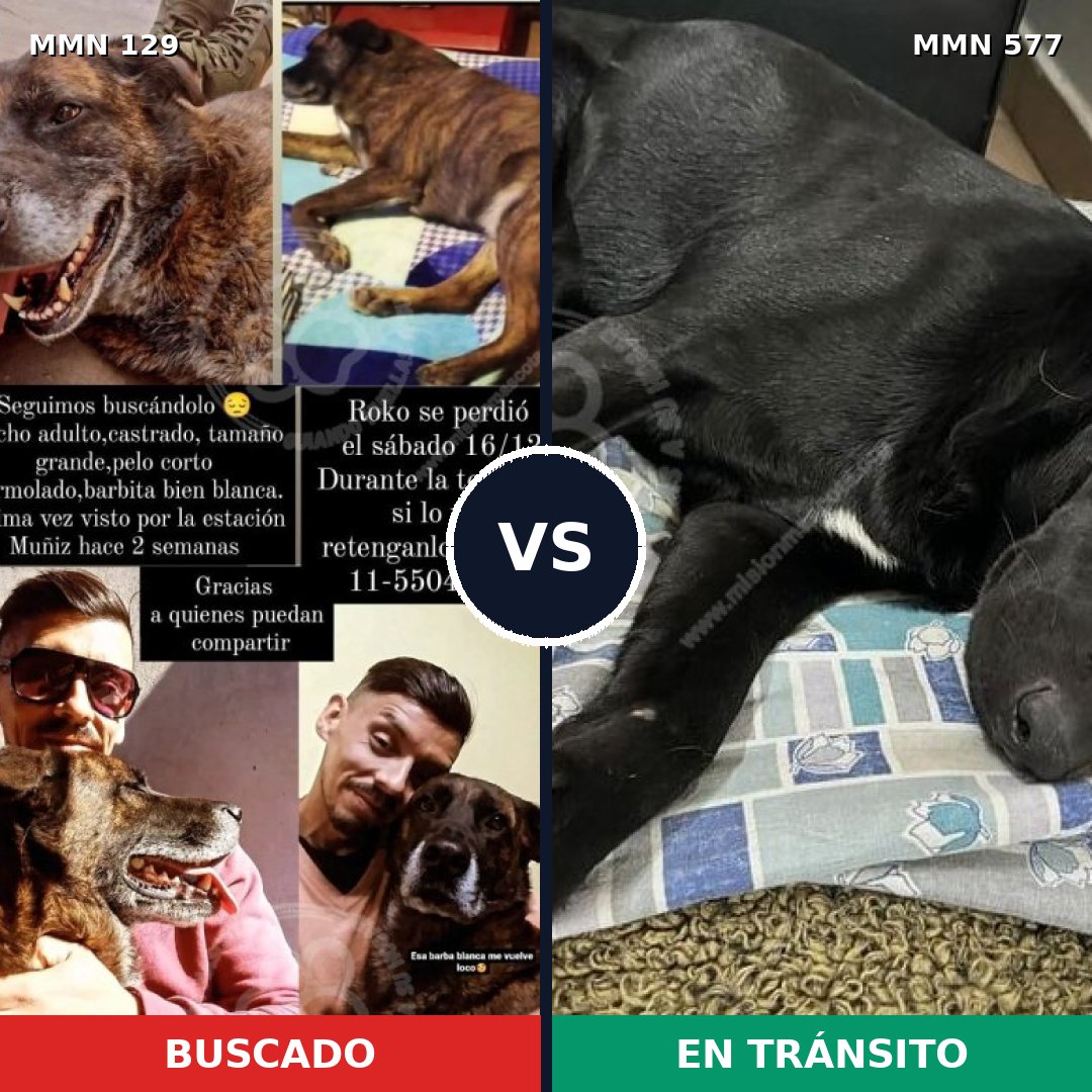 Comparativa MMS 3309: mascota perdida y mascota encontrada, 10% de similitud