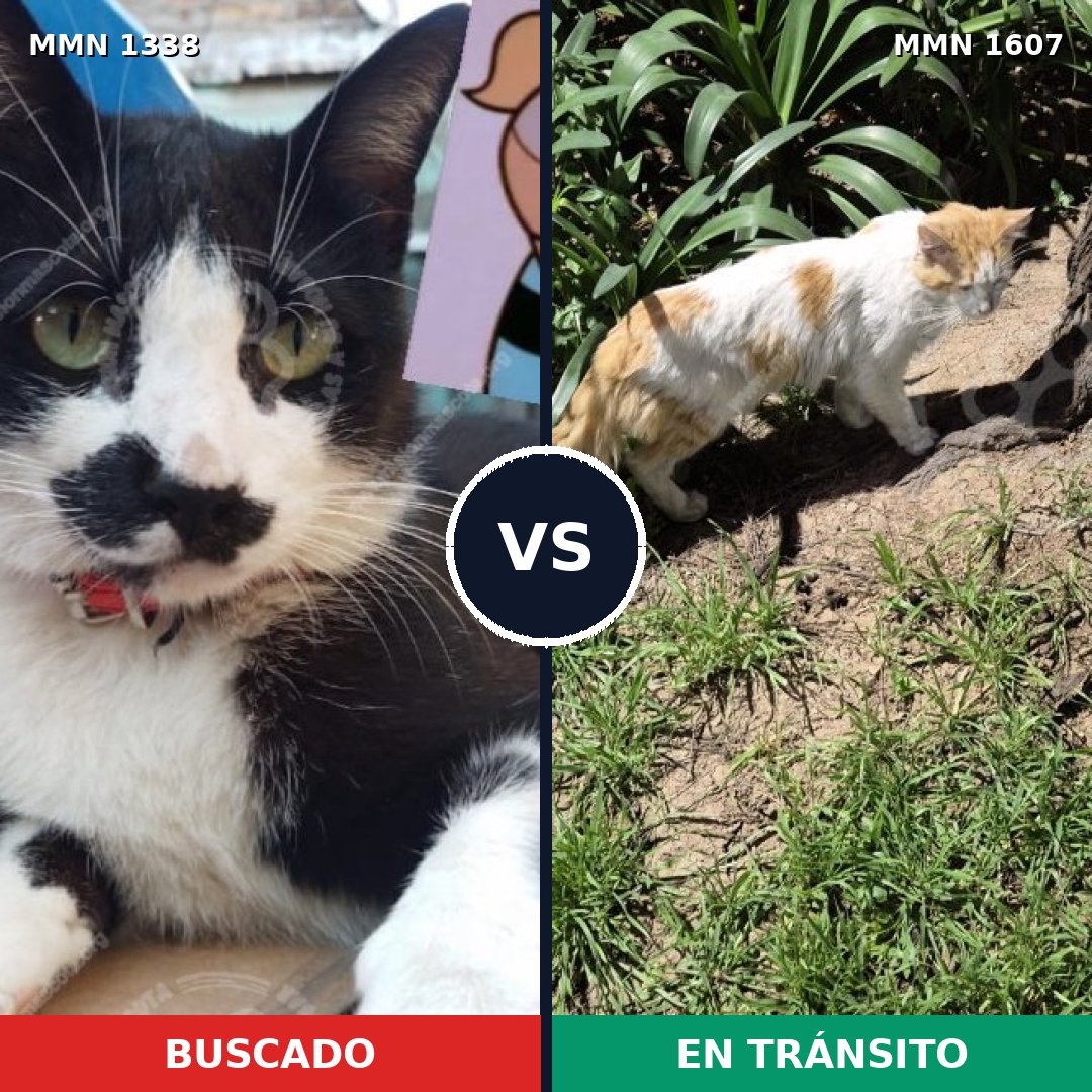 Comparativa MMS 33090: mascota perdida y mascota encontrada, 59% de similitud