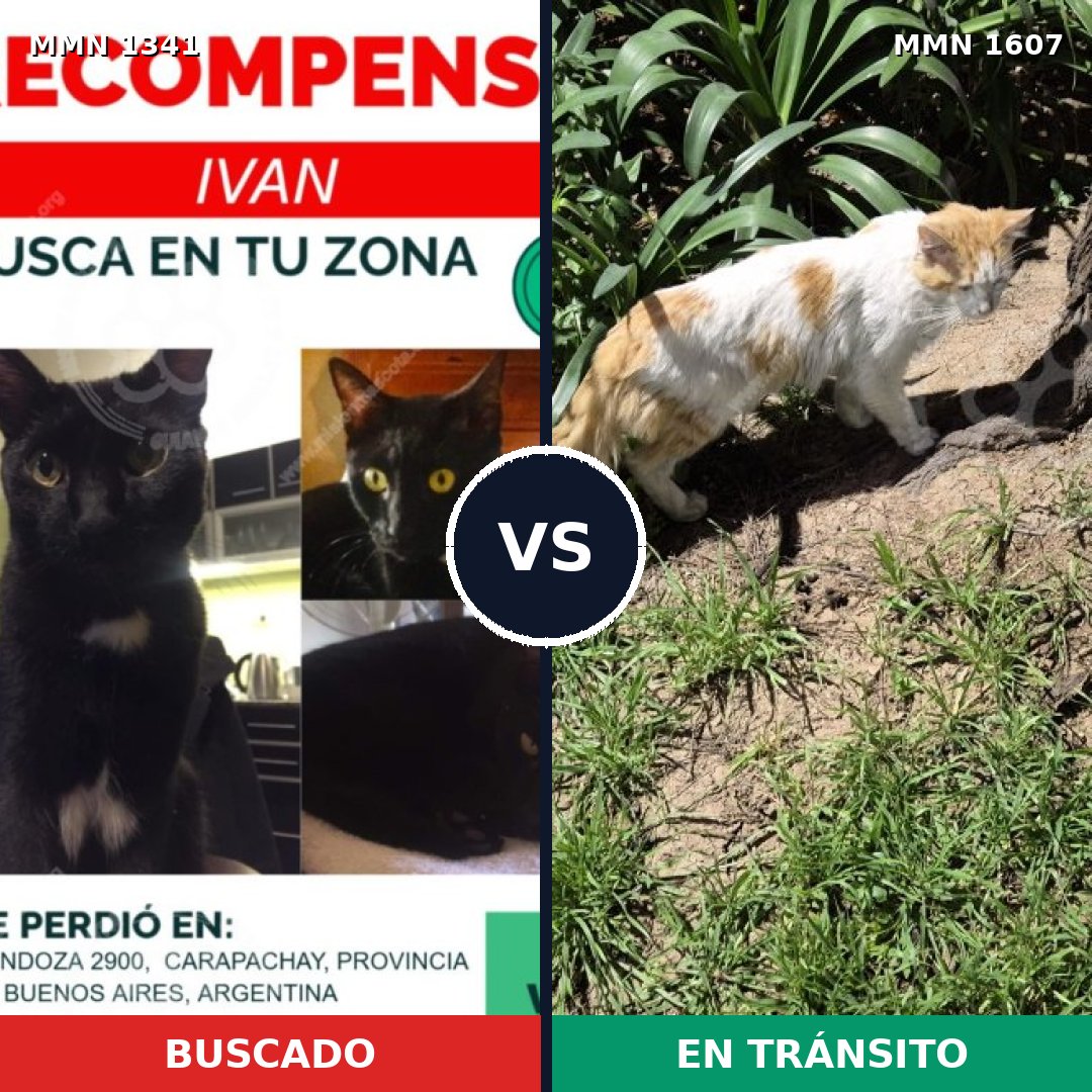 Comparativa MMS 33091: mascota perdida y mascota encontrada, 78% de similitud